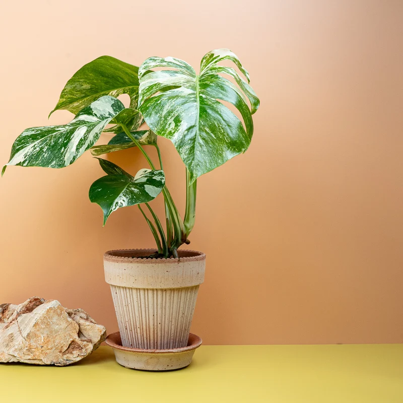 MONSTERA DELICIOSA VARIEGATA