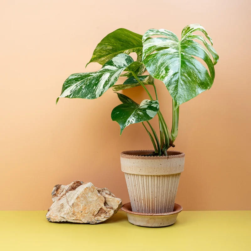 MONSTERA DELICIOSA VARIEGATA