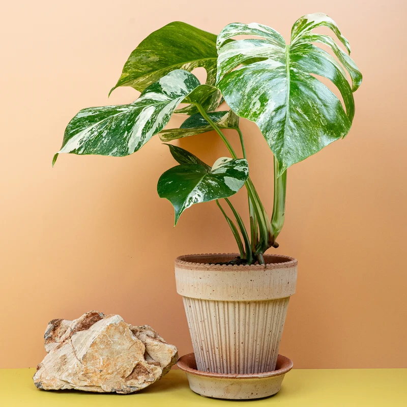 MONSTERA DELICIOSA VARIEGATA