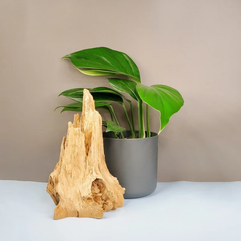 PHILODENDRON DRAGON TAIL