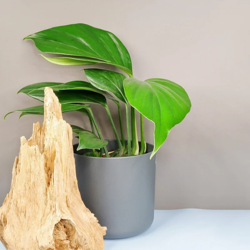 PHILODENDRON DRAGON TAIL