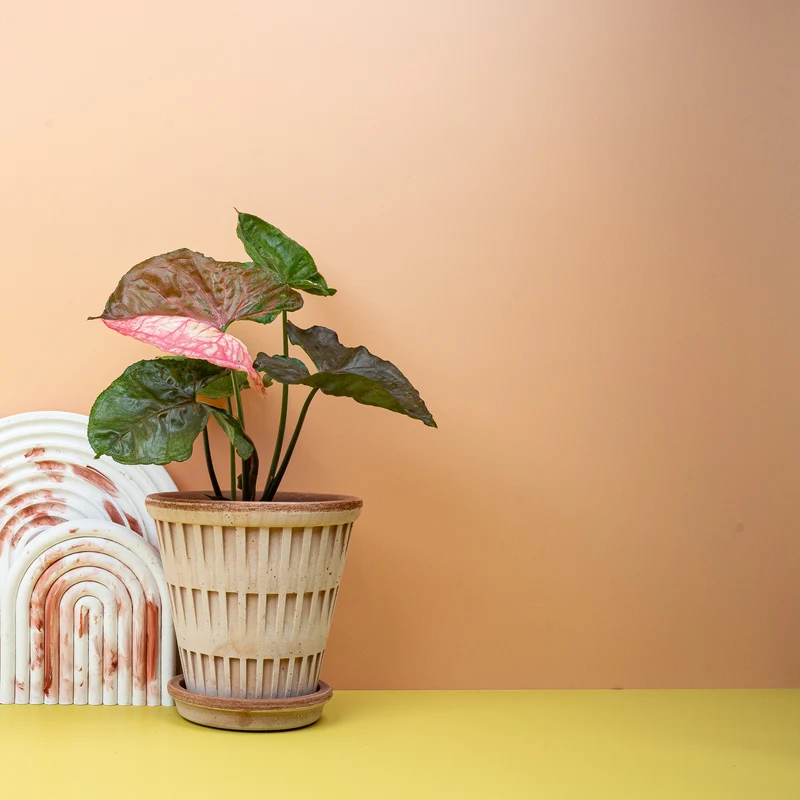 SYNGONIUM STRAWBERRY ICE
