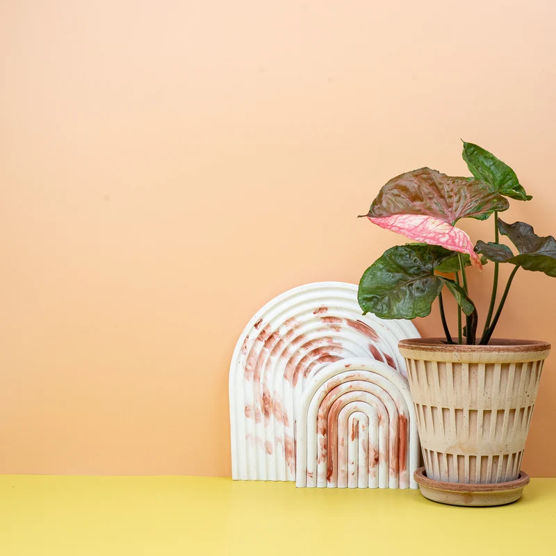 SYNGONIUM STRAWBERRY ICE