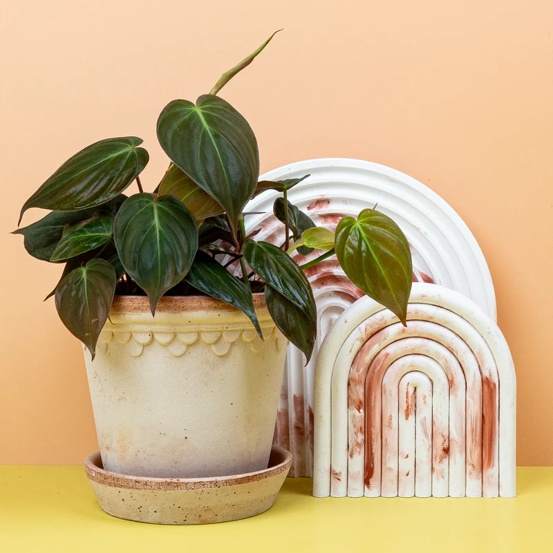 PHILODENDRON MICANS