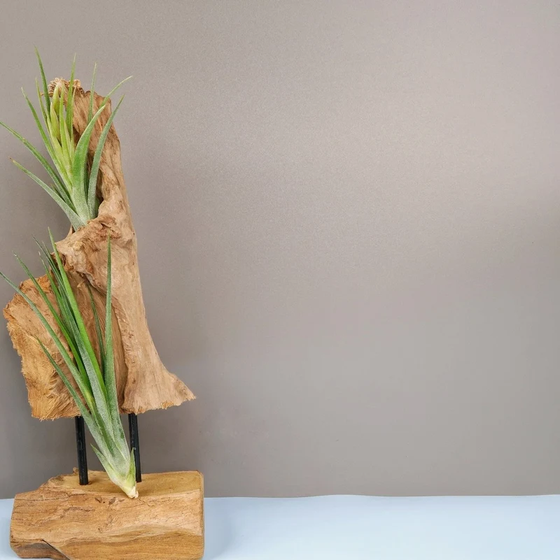 TILLANDSIA IONANTHA BAILEYII