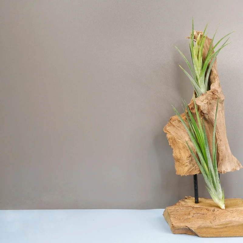 TILLANDSIA IONANTHA BAILEYII