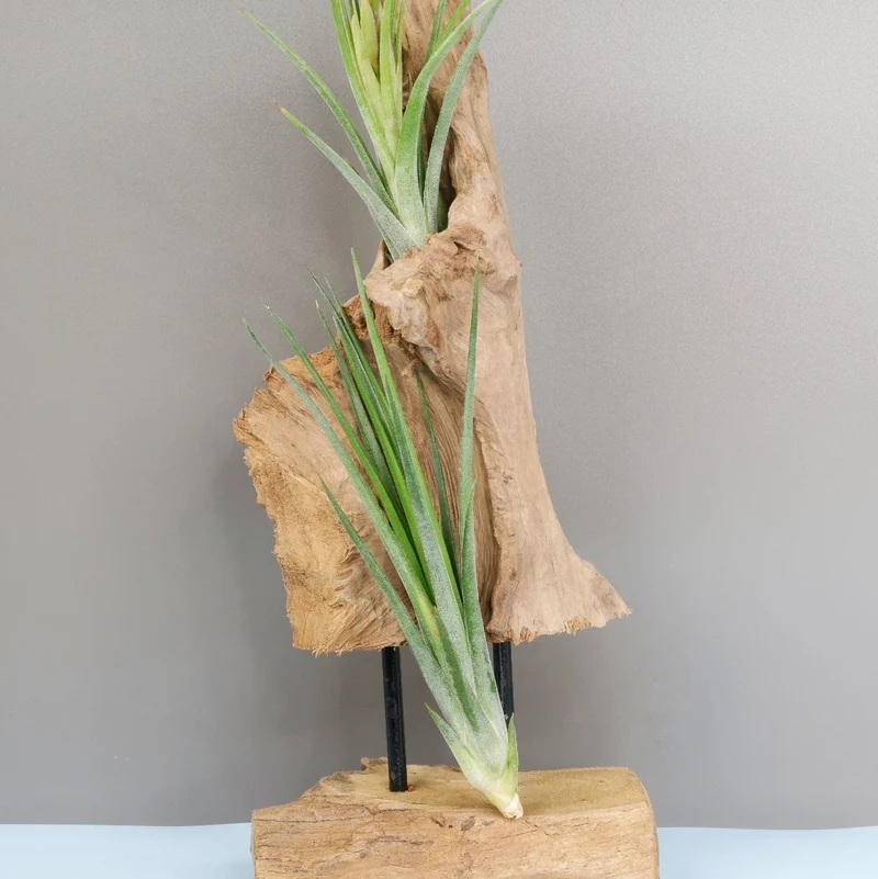 TILLANDSIA IONANTHA BAILEYII