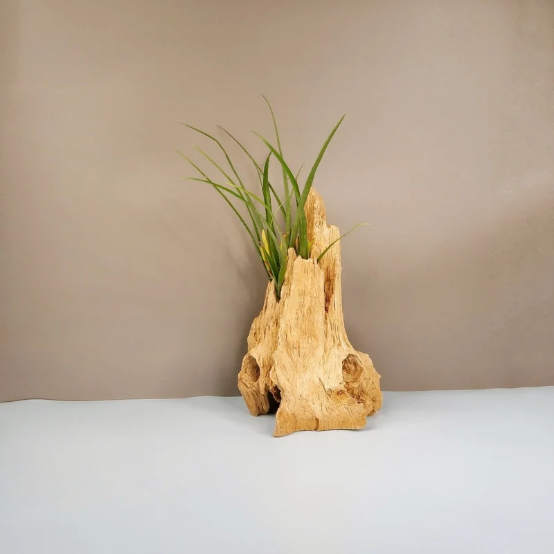 TILLANDSIA FLABELLATA SPIRIT