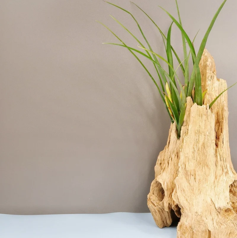 TILLANDSIA FLABELLATA SPIRIT