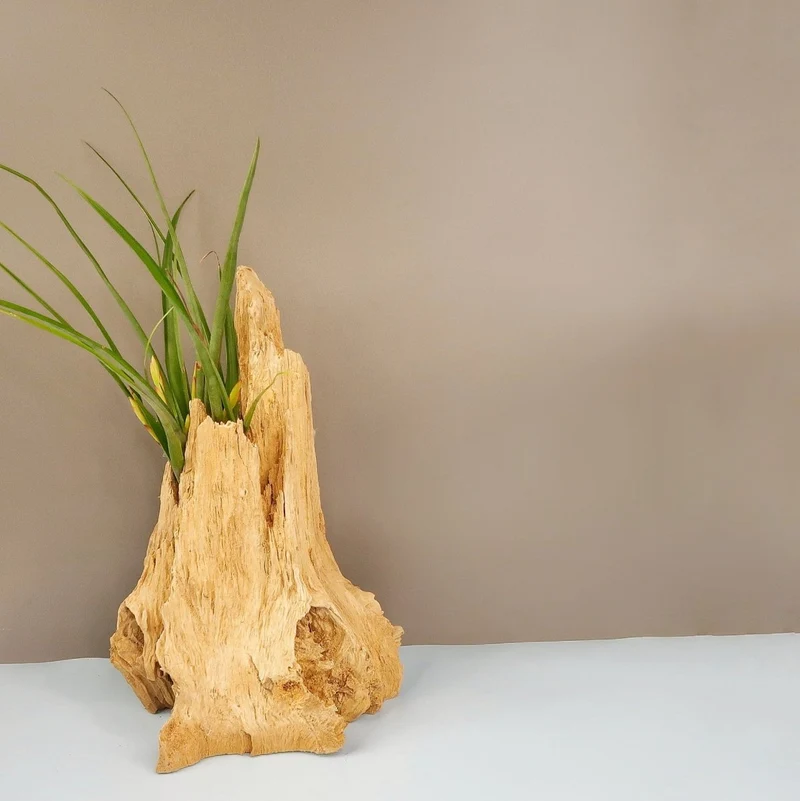 TILLANDSIA FLABELLATA SPIRIT