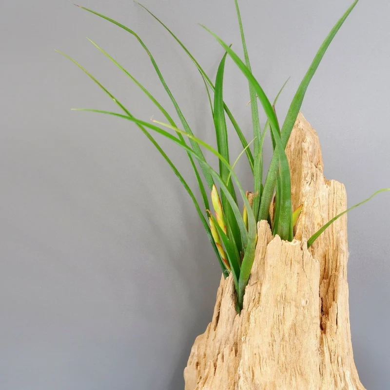 TILLANDSIA FLABELLATA SPIRIT
