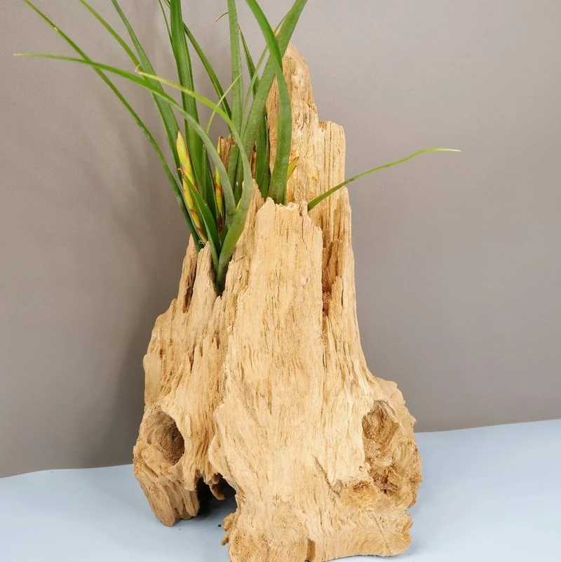TILLANDSIA FLABELLATA SPIRIT