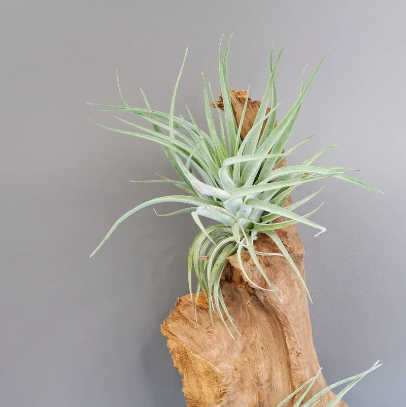 TILLANDSIA KAMMI