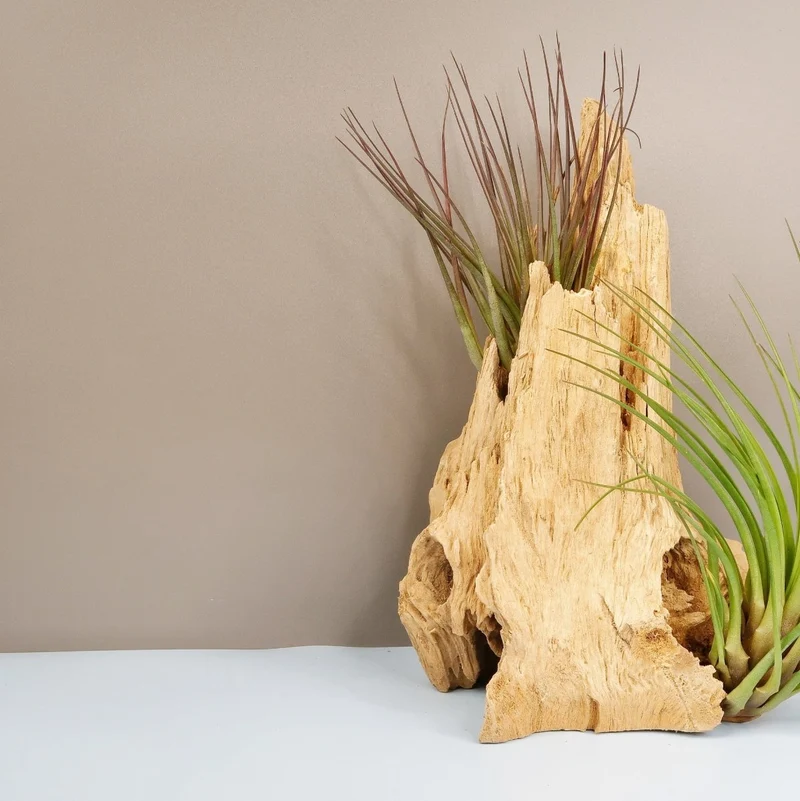 TILLANDSIA MELANOCRATER TRICOLOR