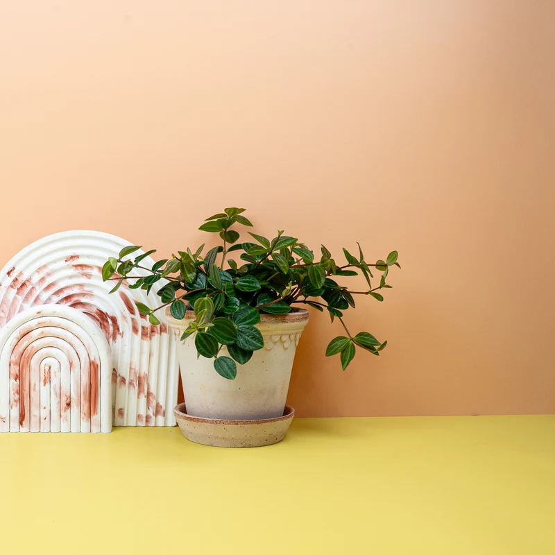 PEPEROMIA ROCCA SCURO