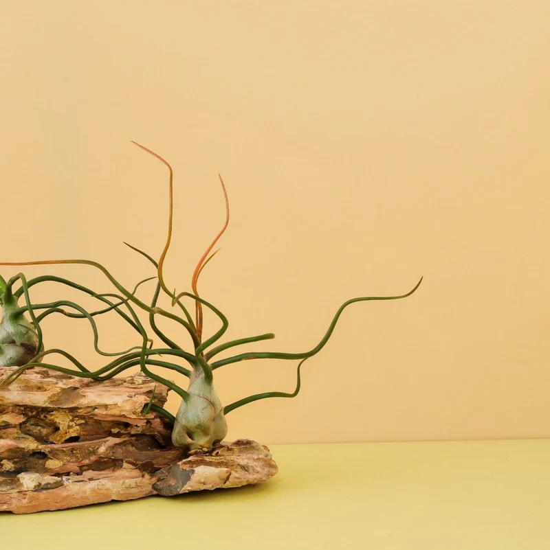 TILLANDSIA BULBOSA