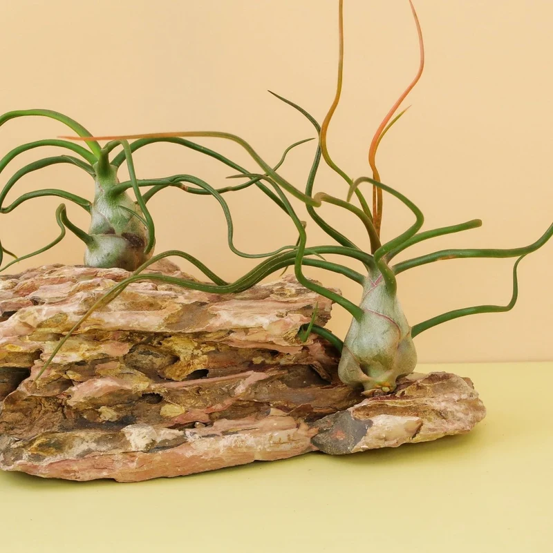 TILLANDSIA BULBOSA