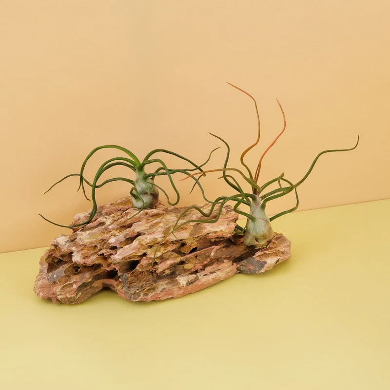 TILLANDSIA BULBOSA