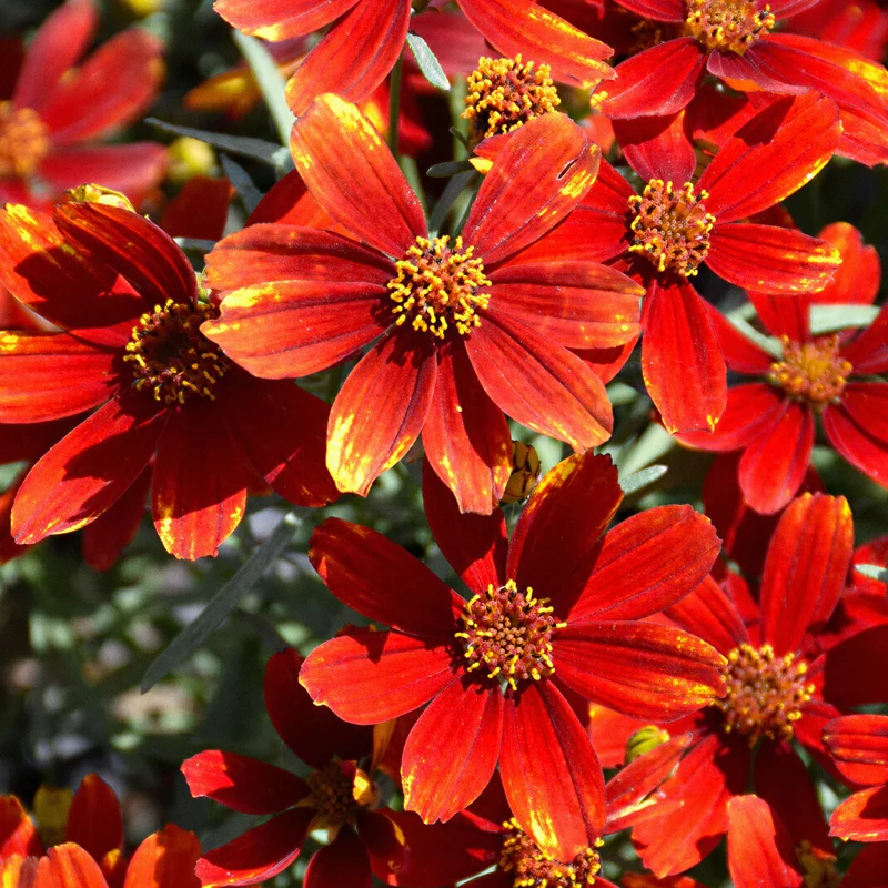 Mädchenauge 'Ladybird'