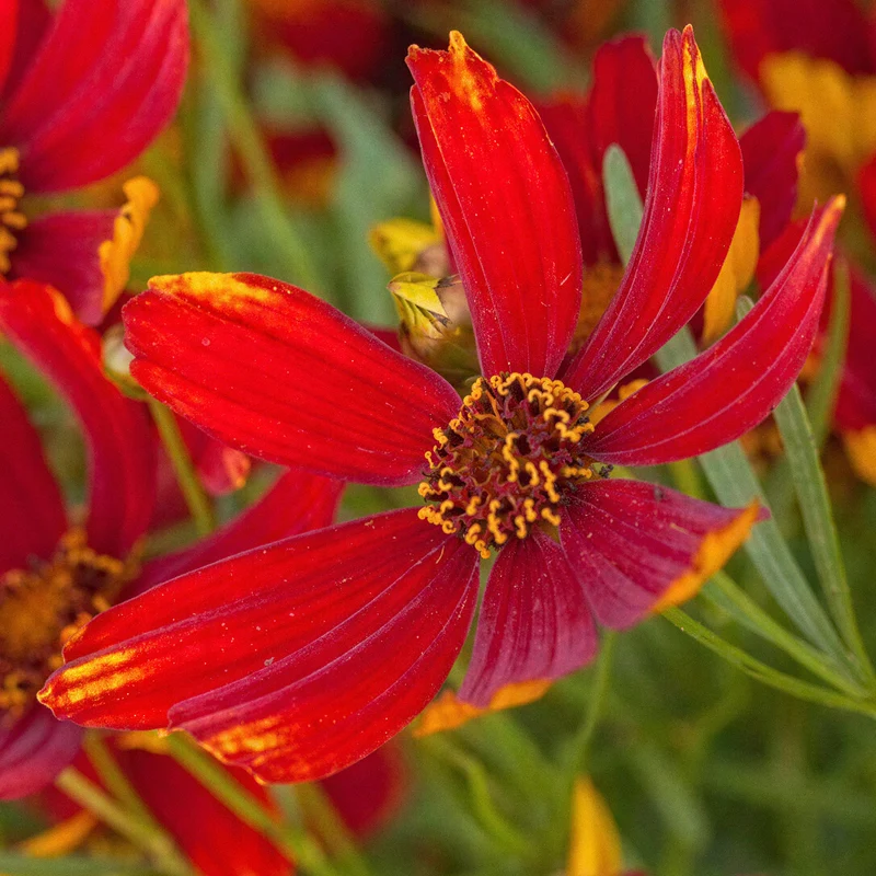 Mädchenauge 'Ladybird'