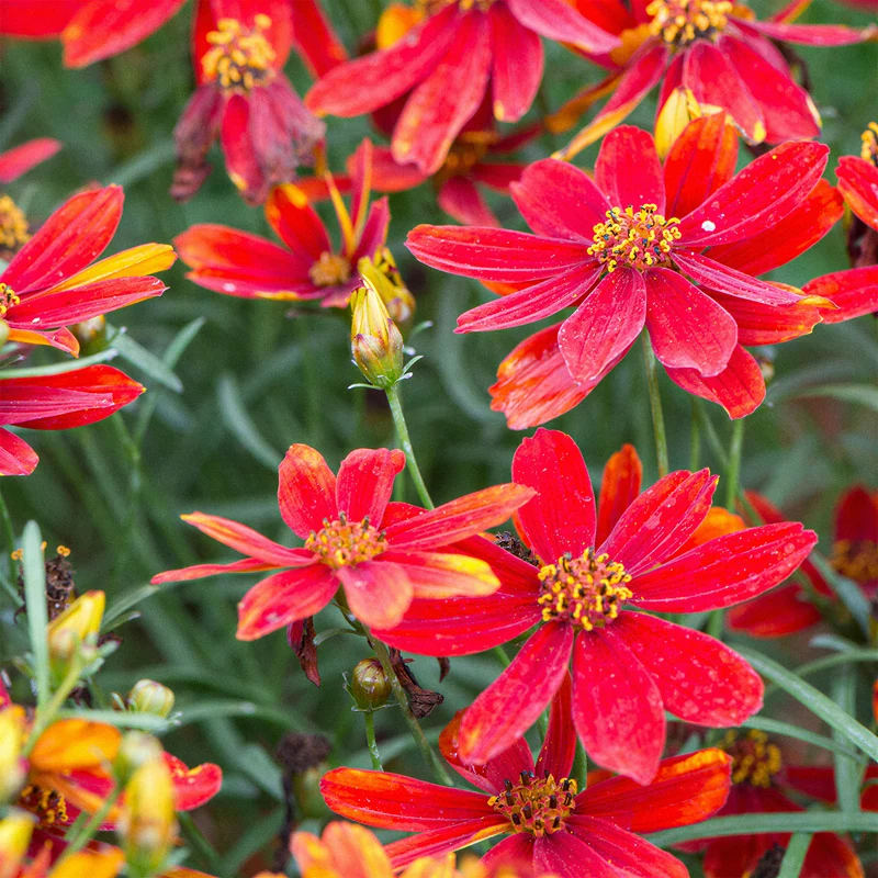 Mädchenauge 'Ladybird'