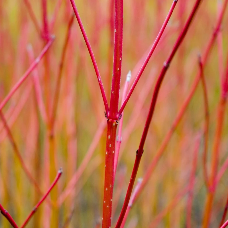Hartriegel 'Sibirica'
