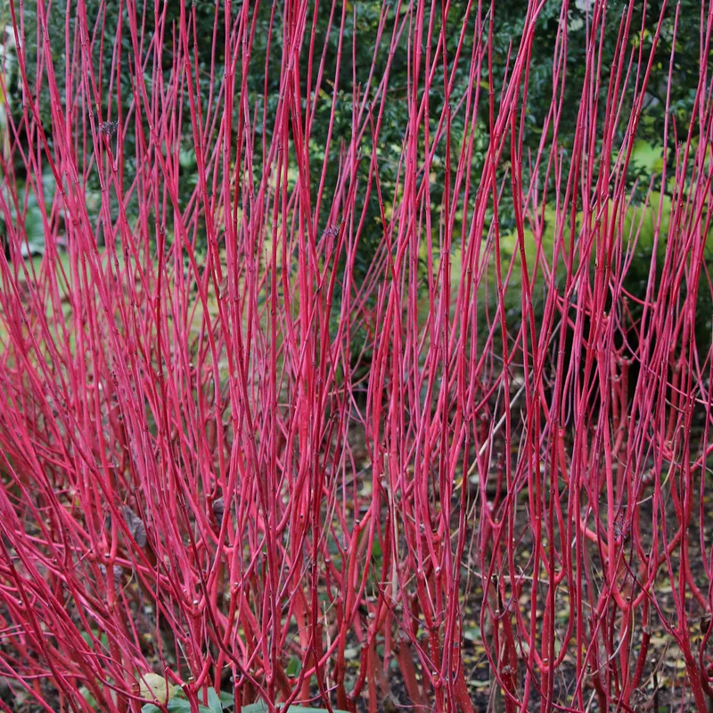 Hartriegel 'Sibirica'