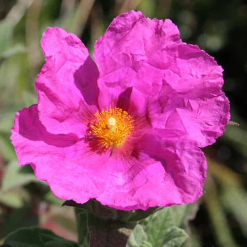 Zistrose 'Sunset'