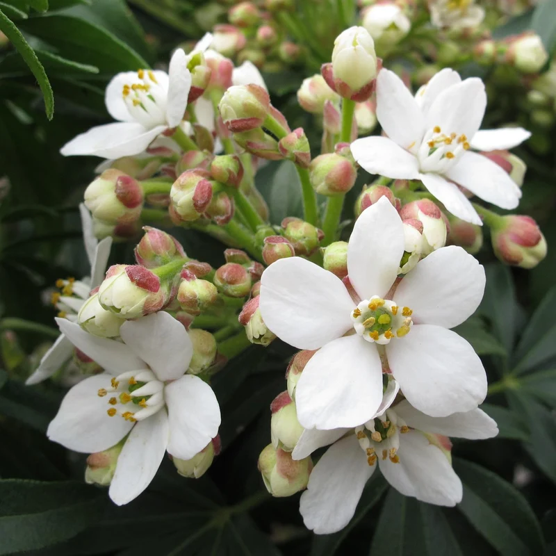 Orangenblume 'Greenfingers'