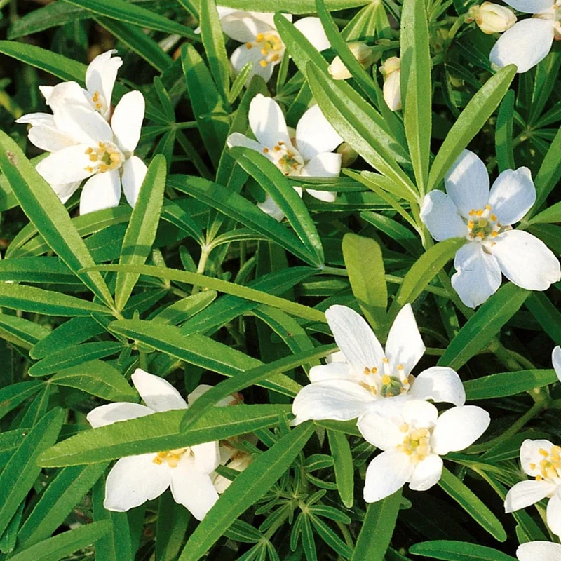 Orangenblume 'Greenfingers'
