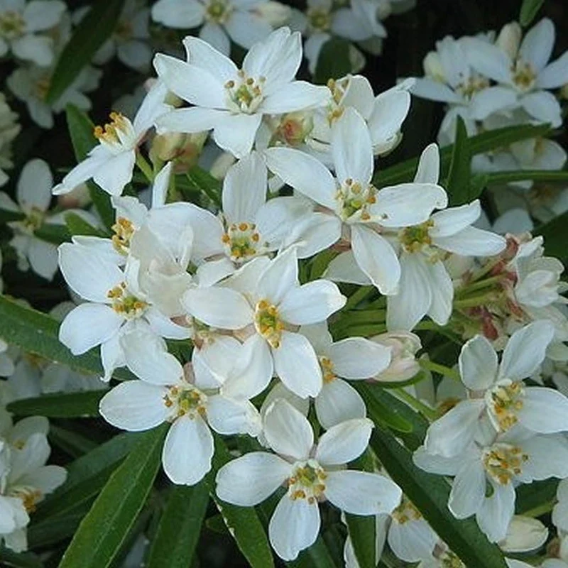 Orangenblume 'Aztec Pearl'