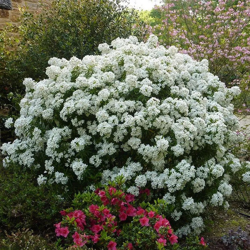 Orangenblume 'Aztec Pearl'