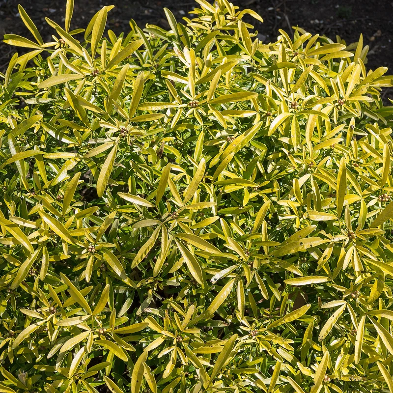 Orangenblume 'Aztec Gold'