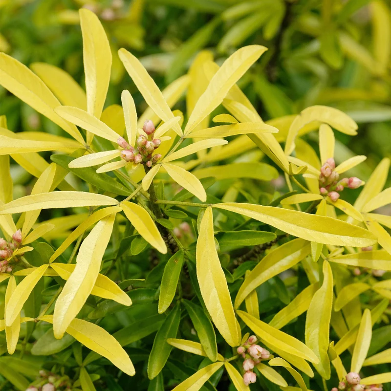 Orangenblume 'Aztec Gold'