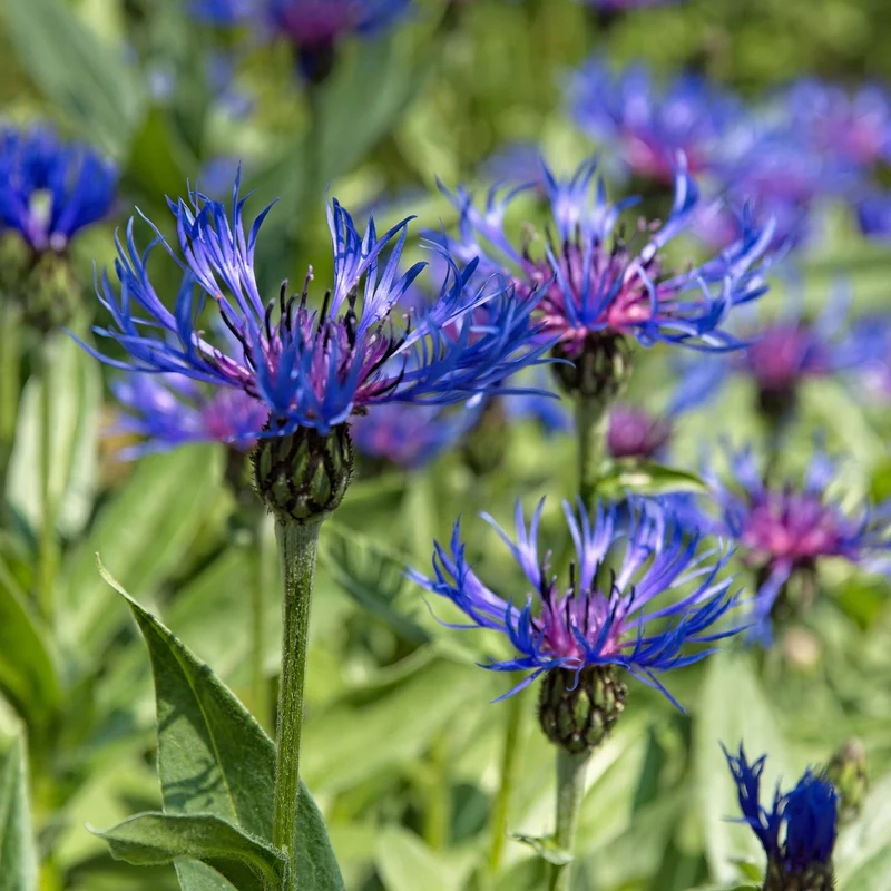 Berg-Flockenblume