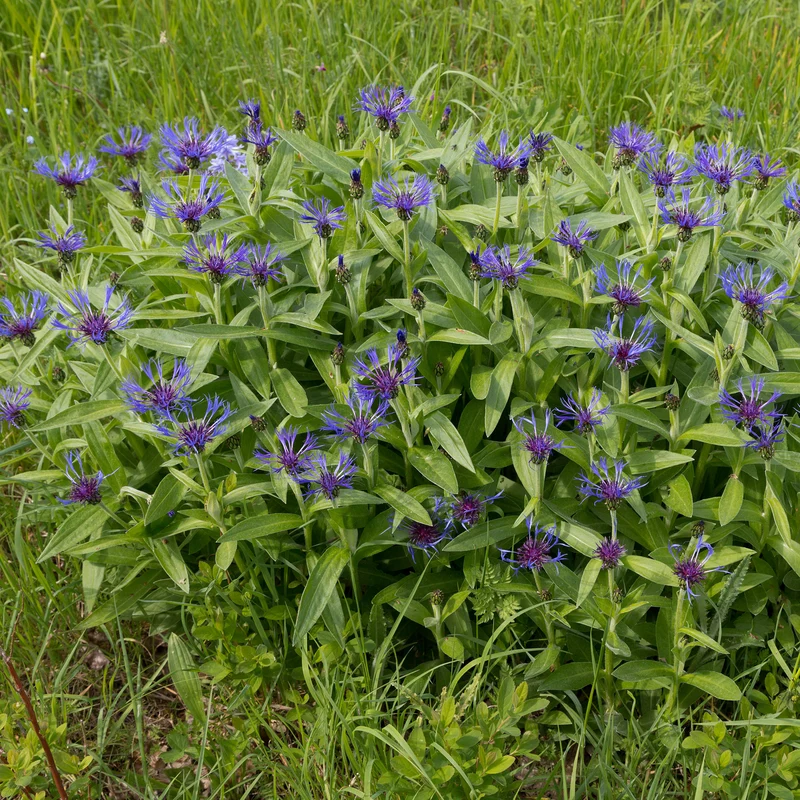 Berg-Flockenblume