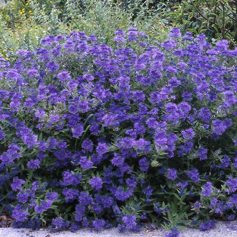 Berg-Flockenblume