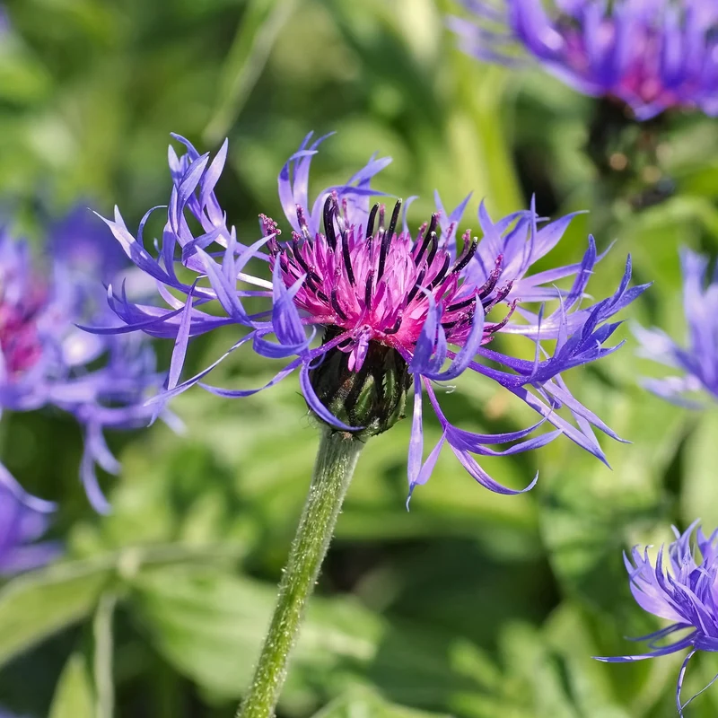 Berg-Flockenblume