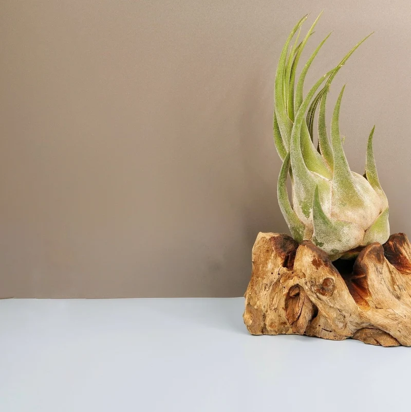 TILLANDSIA SELERIANA