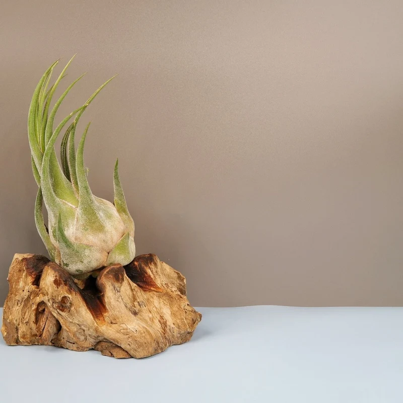 TILLANDSIA SELERIANA
