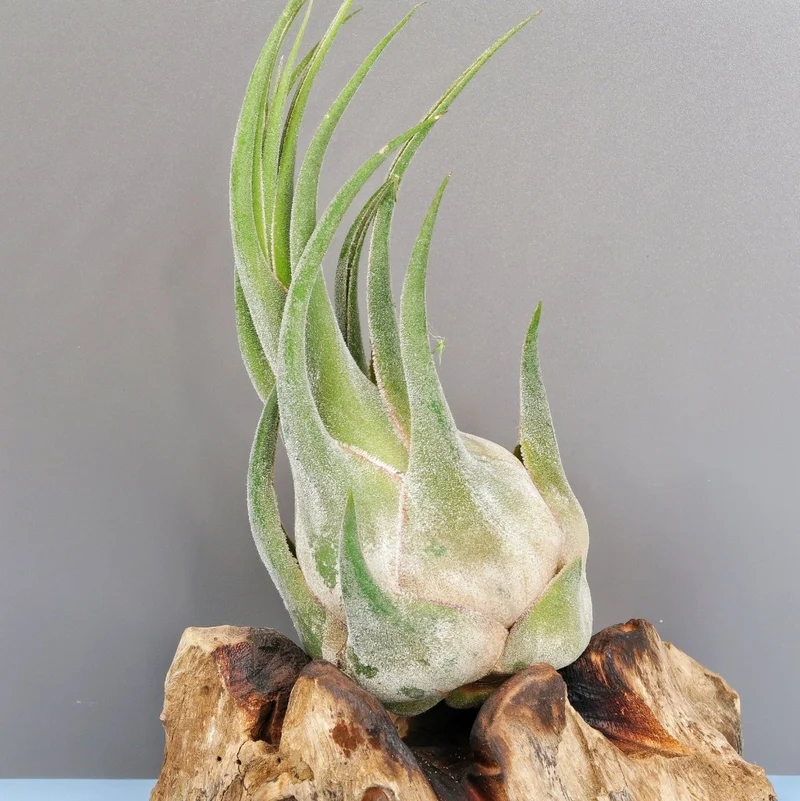 TILLANDSIA SELERIANA