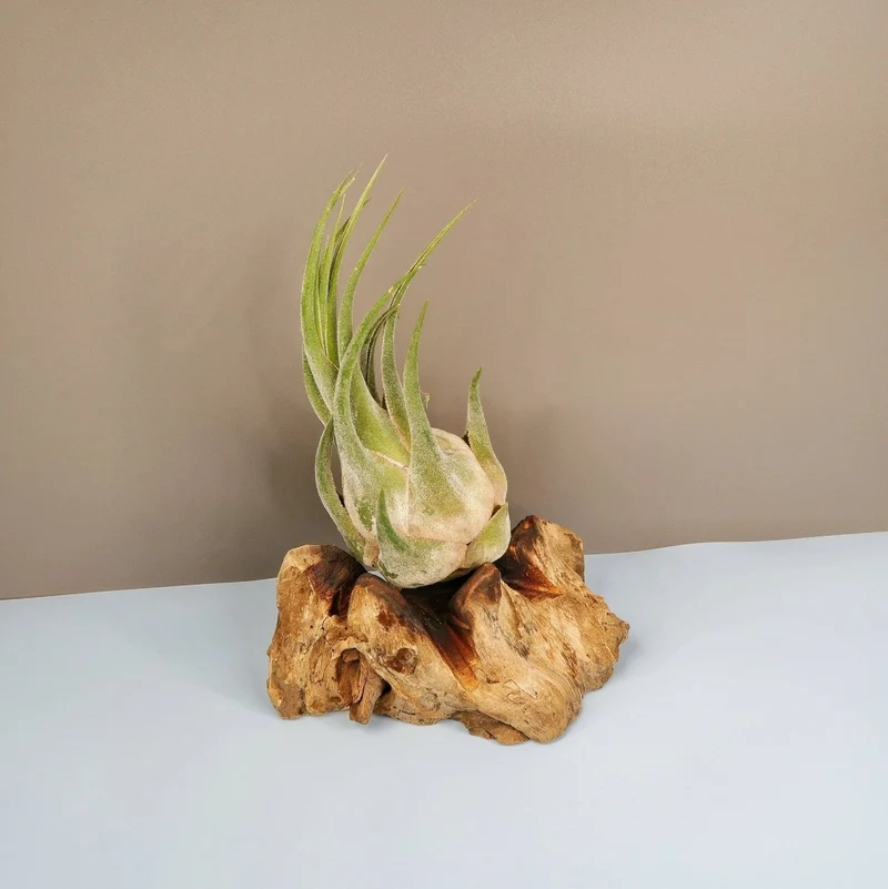 TILLANDSIA SELERIANA