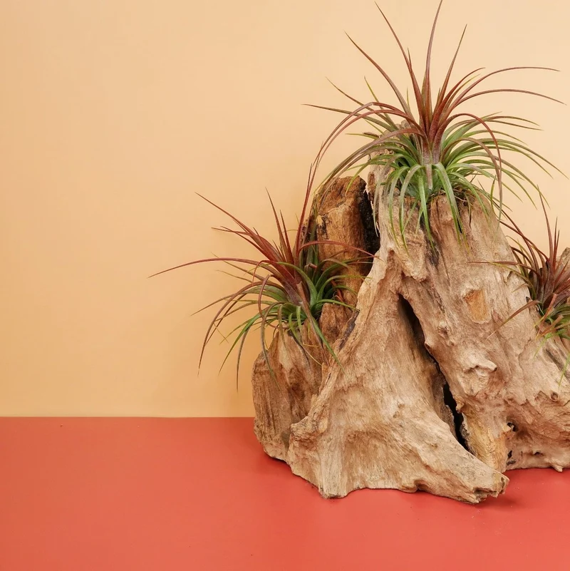 TILLANDSIA RAINFOREST