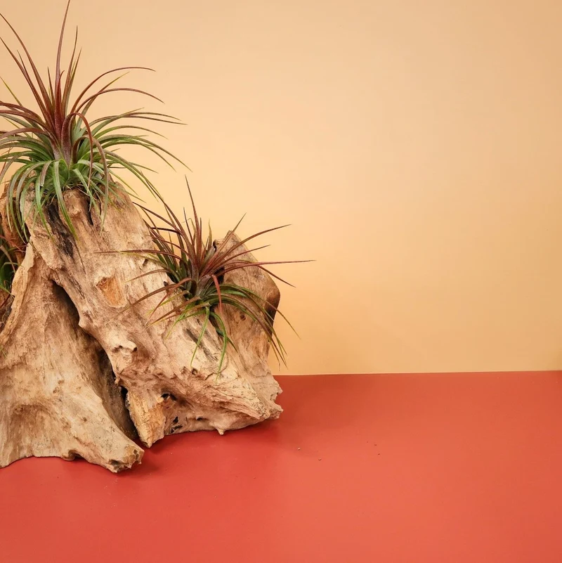 TILLANDSIA RAINFOREST