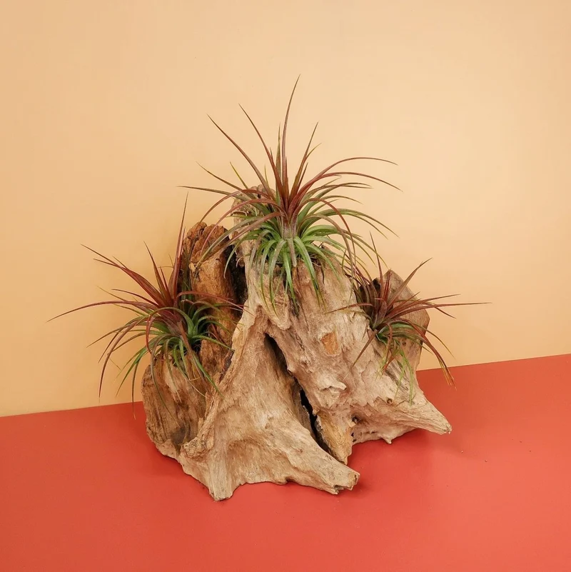 TILLANDSIA RAINFOREST