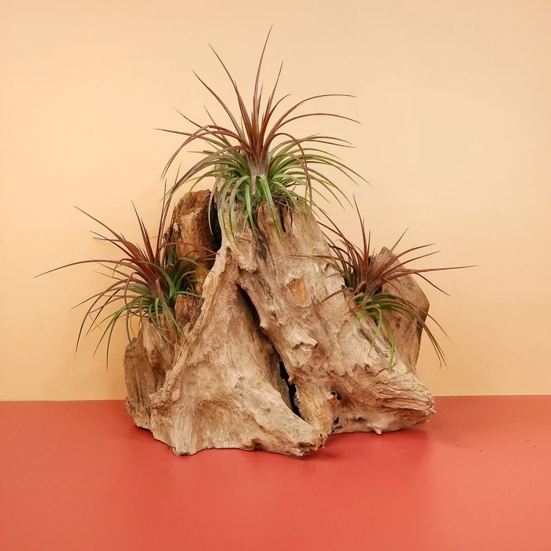 TILLANDSIA RAINFOREST
