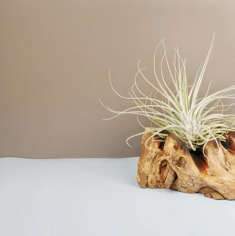TILLANDSIA OAXACANA VELICKIANA