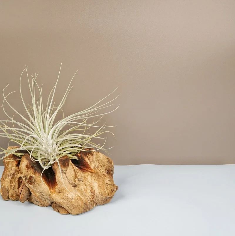 TILLANDSIA OAXACANA VELICKIANA