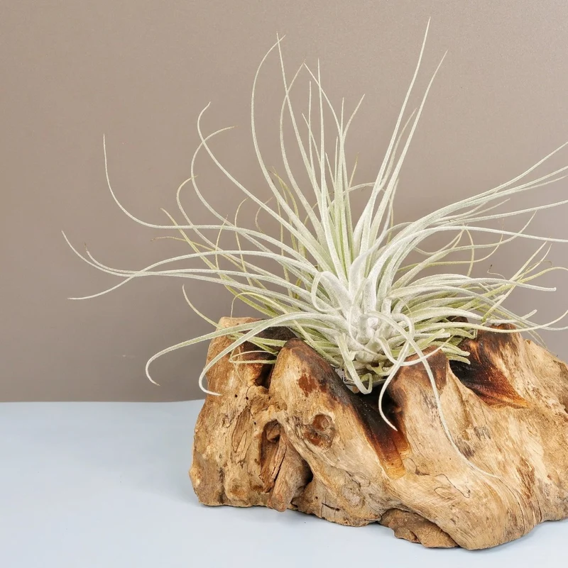 TILLANDSIA OAXACANA VELICKIANA