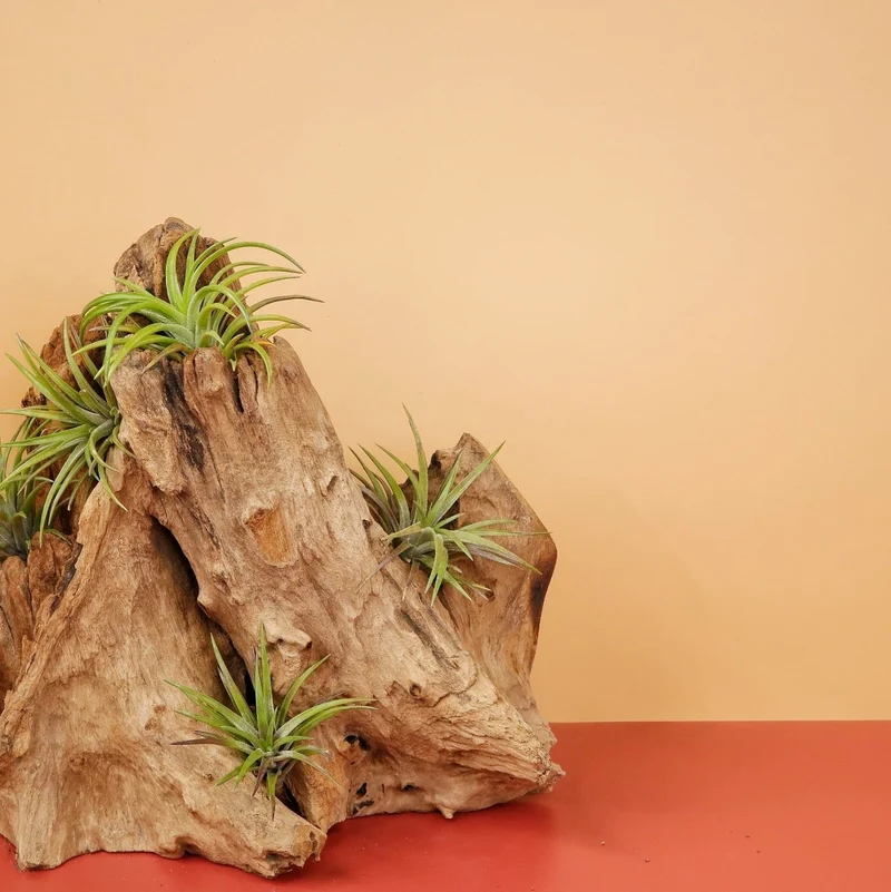 TILLANDSIA NEGLECTA RUBRA